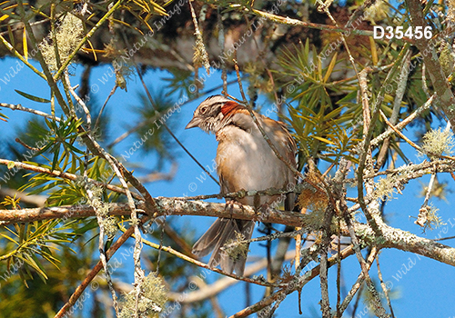 Rufous-collared Sparrow (Zonotrichia capensis)
